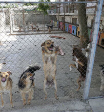BENNET, Hund, Mischlingshund in Bulgarien - Bild 20