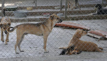 BENNET, Hund, Mischlingshund in Bulgarien - Bild 21