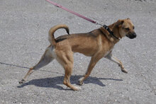 BENNET, Hund, Mischlingshund in Bulgarien - Bild 22