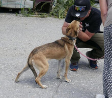 BENNET, Hund, Mischlingshund in Bulgarien - Bild 24