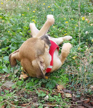 BENNET, Hund, Mischlingshund in Bulgarien - Bild 3