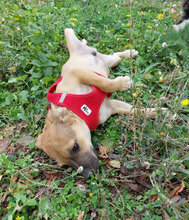 BENNET, Hund, Mischlingshund in Bulgarien - Bild 4