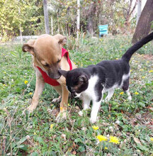BENNET, Hund, Mischlingshund in Bulgarien - Bild 5