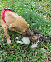 BENNET, Hund, Mischlingshund in Bulgarien - Bild 7