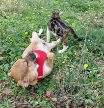 BENNET, Hund, Mischlingshund in Bulgarien - Bild 8