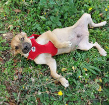 BENNET, Hund, Mischlingshund in Bulgarien - Bild 9
