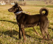 RECEPE, Hund, Mischlingshund in Ungarn - Bild 1