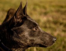 RECEPE, Hund, Mischlingshund in Ungarn - Bild 4