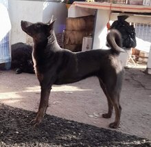 RECEPE, Hund, Mischlingshund in Ungarn - Bild 5