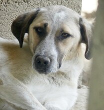 VILMA, Hund, Mischlingshund in Griechenland - Bild 12