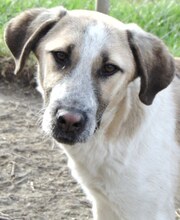 VILMA, Hund, Mischlingshund in Griechenland - Bild 13