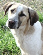 VILMA, Hund, Mischlingshund in Griechenland - Bild 14