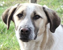 VILMA, Hund, Mischlingshund in Griechenland - Bild 15