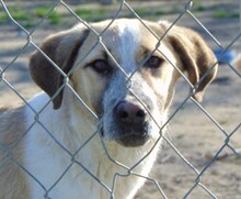 VILMA, Hund, Mischlingshund in Griechenland - Bild 16