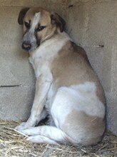 VILMA, Hund, Mischlingshund in Griechenland - Bild 17
