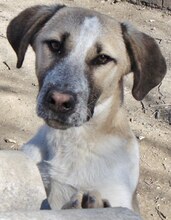 VILMA, Hund, Mischlingshund in Griechenland - Bild 18
