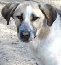 VILMA, Hund, Mischlingshund in Griechenland - Bild 21