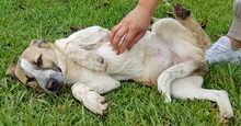 VILMA, Hund, Mischlingshund in Griechenland - Bild 23