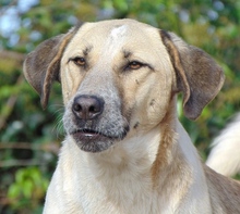 VILMA, Hund, Mischlingshund in Griechenland - Bild 3
