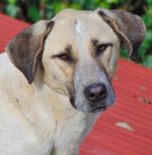 VILMA, Hund, Mischlingshund in Griechenland - Bild 4