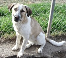 VILMA, Hund, Mischlingshund in Griechenland - Bild 6