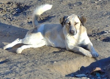 VILMA, Hund, Mischlingshund in Griechenland - Bild 7