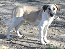 VILMA, Hund, Mischlingshund in Griechenland - Bild 8