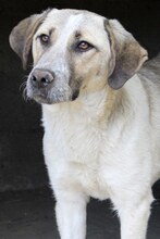 VILMA, Hund, Mischlingshund in Griechenland - Bild 9
