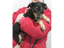 NICOS, Hund, Mischlingshund in Rumänien - Bild 2