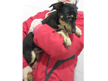NICOS, Hund, Mischlingshund in Rumänien - Bild 3