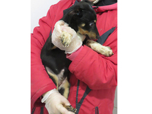 NICOS, Hund, Mischlingshund in Rumänien - Bild 6