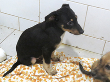 NICOS, Hund, Mischlingshund in Rumänien - Bild 7