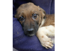 NINJO, Hund, Mischlingshund in Rumänien - Bild 3