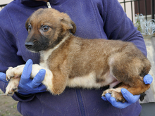 NINJO, Hund, Mischlingshund in Rumänien - Bild 4
