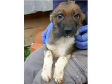 NINJO, Hund, Mischlingshund in Rumänien - Bild 5