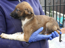 NINJO, Hund, Mischlingshund in Rumänien - Bild 6