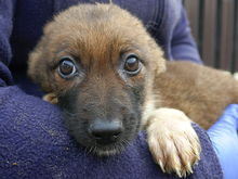 NINJO, Hund, Mischlingshund in Rumänien - Bild 7