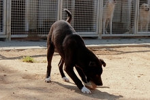 CURTIS, Hund, Deutscher Schäferhund-Mix in Italien - Bild 24
