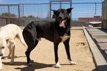 CURTIS, Hund, Deutscher Schäferhund-Mix in Italien - Bild 3