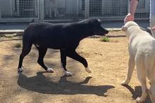 CURTIS, Hund, Deutscher Schäferhund-Mix in Italien - Bild 30