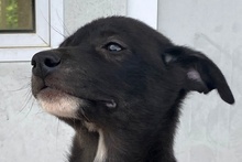 CURTIS, Hund, Labrador-Mix in Italien - Bild 27