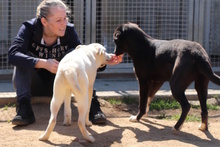CODY, Hund, Deutscher Schäferhund-Mix in Italien - Bild 40