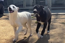 CODY, Hund, Deutscher Schäferhund-Mix in Italien - Bild 41
