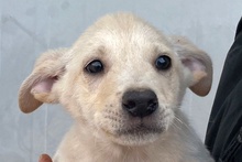 CODY, Hund, Deutscher Schäferhund-Mix in Italien - Bild 42
