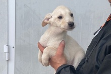 CODY, Hund, Deutscher Schäferhund-Mix in Italien - Bild 43
