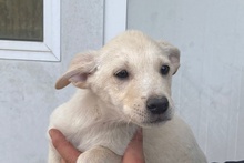 CODY, Hund, Deutscher Schäferhund-Mix in Italien - Bild 44
