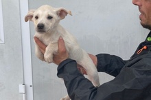 CODY, Hund, Deutscher Schäferhund-Mix in Italien - Bild 45