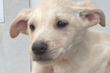 CODY, Hund, Deutscher Schäferhund-Mix in Italien - Bild 46