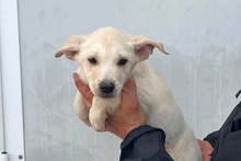 CODY, Hund, Deutscher Schäferhund-Mix in Italien - Bild 47