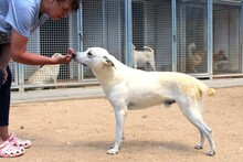 CODY, Hund, Deutscher Schäferhund-Mix in Italien - Bild 7